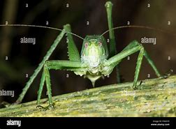 Image result for Cricket Bug