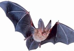 Image result for Transparent Upside Down Bat