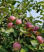 Image result for Afton Apple Orchard