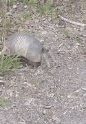 Image result for 7 Banded Armadillo