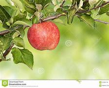Image result for Apple Branch Singapore