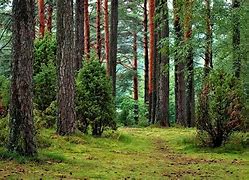 Image result for Stock Free Forest