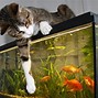 Image result for Beautiful Fish