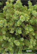 Image result for Picea sitchensis Nana