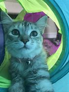 Image result for Rainbow Cat Meme Name