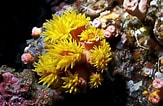 Image result for "parazoanthus Puertoricense". Size: 163 x 106. Source: www.dreamstime.com