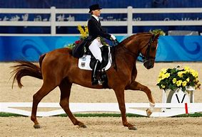 Image result for Olympic Dressage