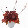 Image result for Heuchera Fire Alarm