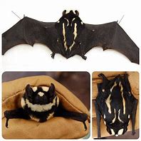 Image result for Pied Bat Print
