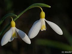 Image result for Galanthus plicatus Sarah Dumont