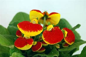 Image result for calceolaria