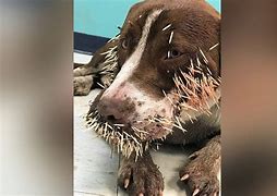 Image result for Dogs and Porcupine Quills