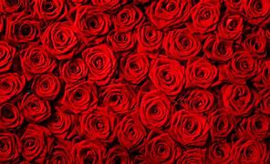 Image result for Rose Red Solid Background