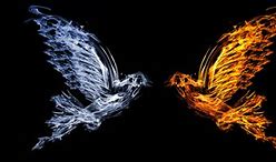 Image result for Fire and Ice Bird