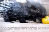 Image result for Giant Porcupine Ball