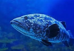 Image result for Underwater Marine Life Wallpaper