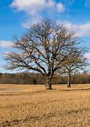Image result for Alone Tree Sitting in the Middle of a Field with Cutted Trees