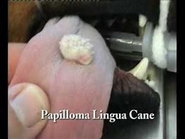 Image result for White Wart On Dog Tongue