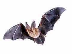 Image result for Fly Bat in White Background
