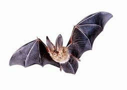 Image result for Bat On Transparent Background