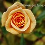 Image result for Yellow Flowers