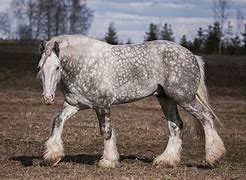 Image result for Draft Horse Under Belly