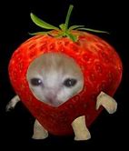 Image result for Cat Thumbs Up Meme