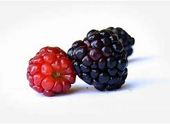 Image result for Purple BlackBerry Fruit Wallpaper