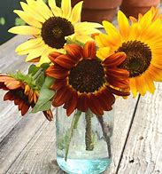 Image result for Sunflower Mixed Colors