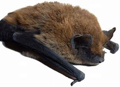 Image result for Bat Exterminator Funny