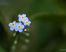 Image result for Wildflower Cases Blue