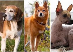 Image result for What's the Rarest Dog