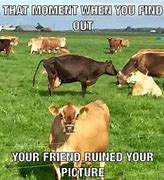 Image result for Cow Memes Humor