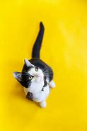 Image result for Cat Tossing