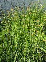 Résultat d’images pour Carex sylvatica