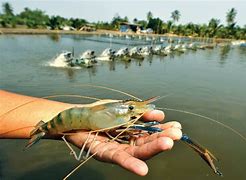 Image result for Aquaculture Shrimp Farming