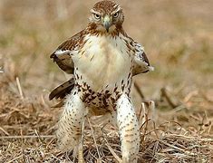 Image result for Funny Animals 