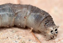 Image result for insect larva
