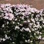 Image result for Clematis montana Tetrarose