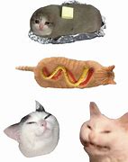 Image result for Funny Dank Cat Memes