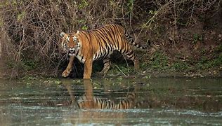 Image result for Tiger Eating Man Alive