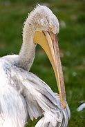 Image result for California Pelican