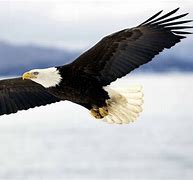 Image result for Bald Eagle Flying Close Up