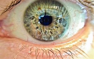 Image result for Best iPhone Macro Lens