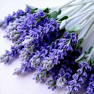Image result for Lavender Bunch