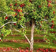 Image result for Apple Tree Garden Plsns