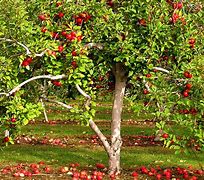 Image result for Apple Trees Growing Zones