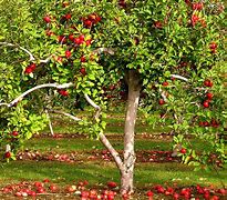 Image result for Apple Tree in Classroom