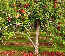 Image result for Apple Tree Metal Cut Out