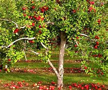 Image result for 4 in 1 Apple Tree